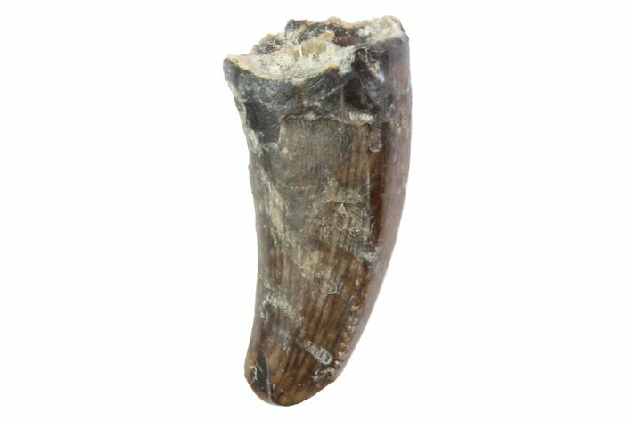 Theropod (Raptor) Tooth - Montana #97418